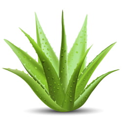 Aloe Vera Aloe Vera