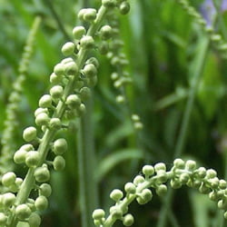 Black Cohosh Black Cohosha