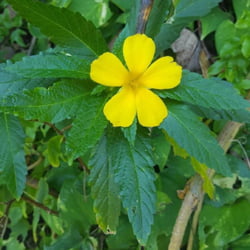 Damiana Damiana